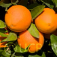 Fukumoto Navel Orange Budwood citrus plant material online shopping