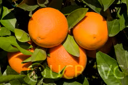Fukumoto Navel Orange Budwood citrus plant material online shopping