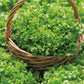 Green Salad Bowl Lettuce