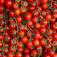 Sweet Million Tomato