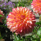September Morn Dahlia