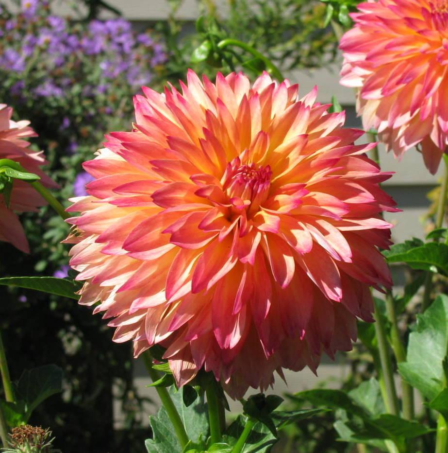 September Morn Dahlia