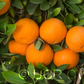 Ortanique Tangor Mandarin Budwood citrus plant material online shopping