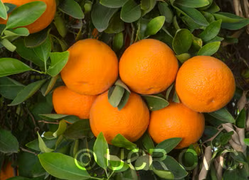 Ortanique Tangor Mandarin Budwood citrus plant material online shopping