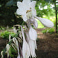 Golden Gate Hosta Plants online shopping