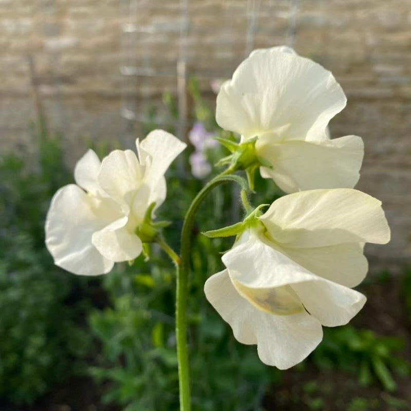 Clotted Cream Sweet Pea seeds online shopping