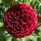 Chick A Dee Dahlia