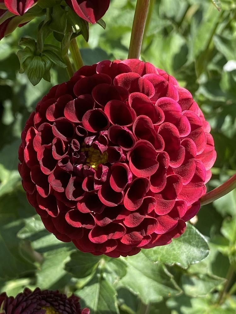 Chick A Dee Dahlia