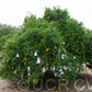 Royal Mandarin Plant citrus plant material online shopping
