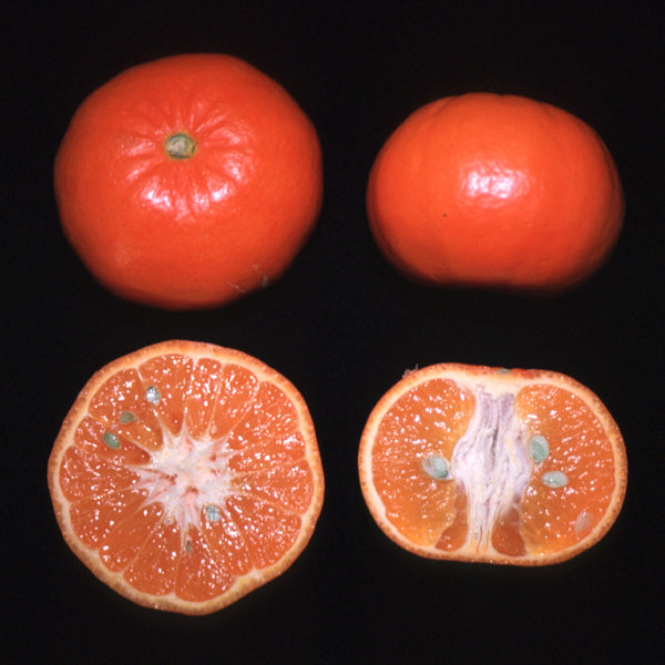 Sunburst Mandarin Budwood citrus plant material online shopping