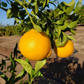 Shiranui Mandarin Plant citrus plant material online shopping