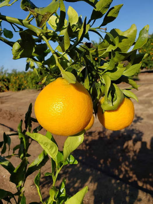 Shiranui Mandarin Plant citrus plant material online shopping