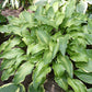 See No Evil Hosta Plants online shopping