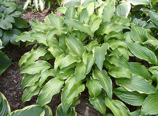 See No Evil Hosta Plants online shopping