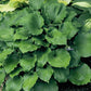 Grand Slam Hosta Plants online shopping