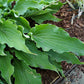 She’s Got The Moves Hosta Plants online shopping
