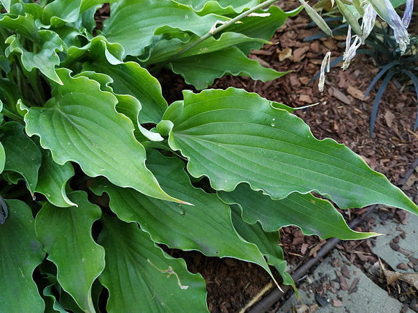 She’s Got The Moves Hosta Plants online shopping