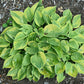 Hawkeye Hosta Plants online shopping