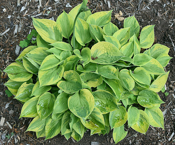 Hawkeye Hosta Plants online shopping