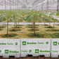 Grodan Delta NG2.0 Block Propagation Rock Wool Hydroponics Substrate