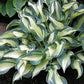Teacher’s Pride Hosta Plants online shopping