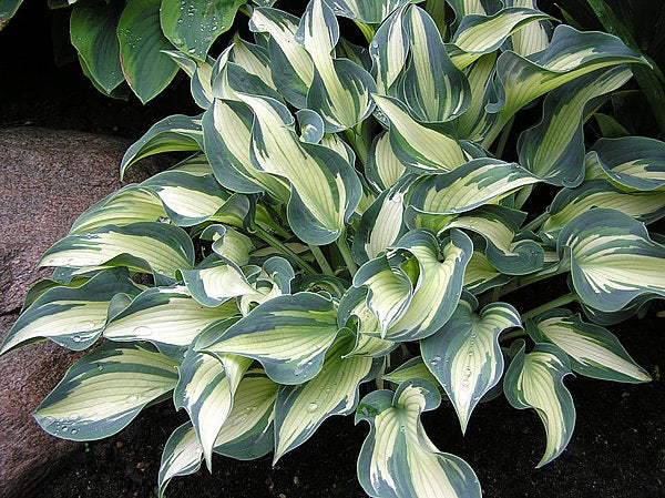 Teacher’s Pride Hosta Plants online shopping