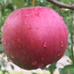 Chieftain Heirloom Apple