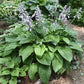 Chanticleer Hosta Plants online shopping