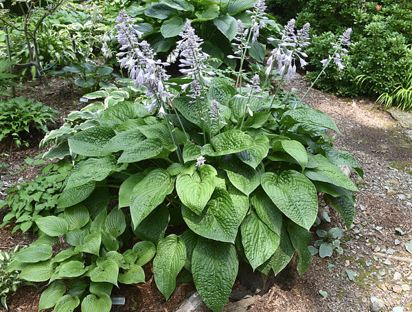 Chanticleer Hosta Plants online shopping