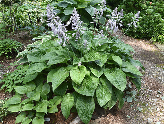 Chanticleer Hosta Plants online shopping