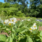 Keuka Gold Seed Potato online shopping