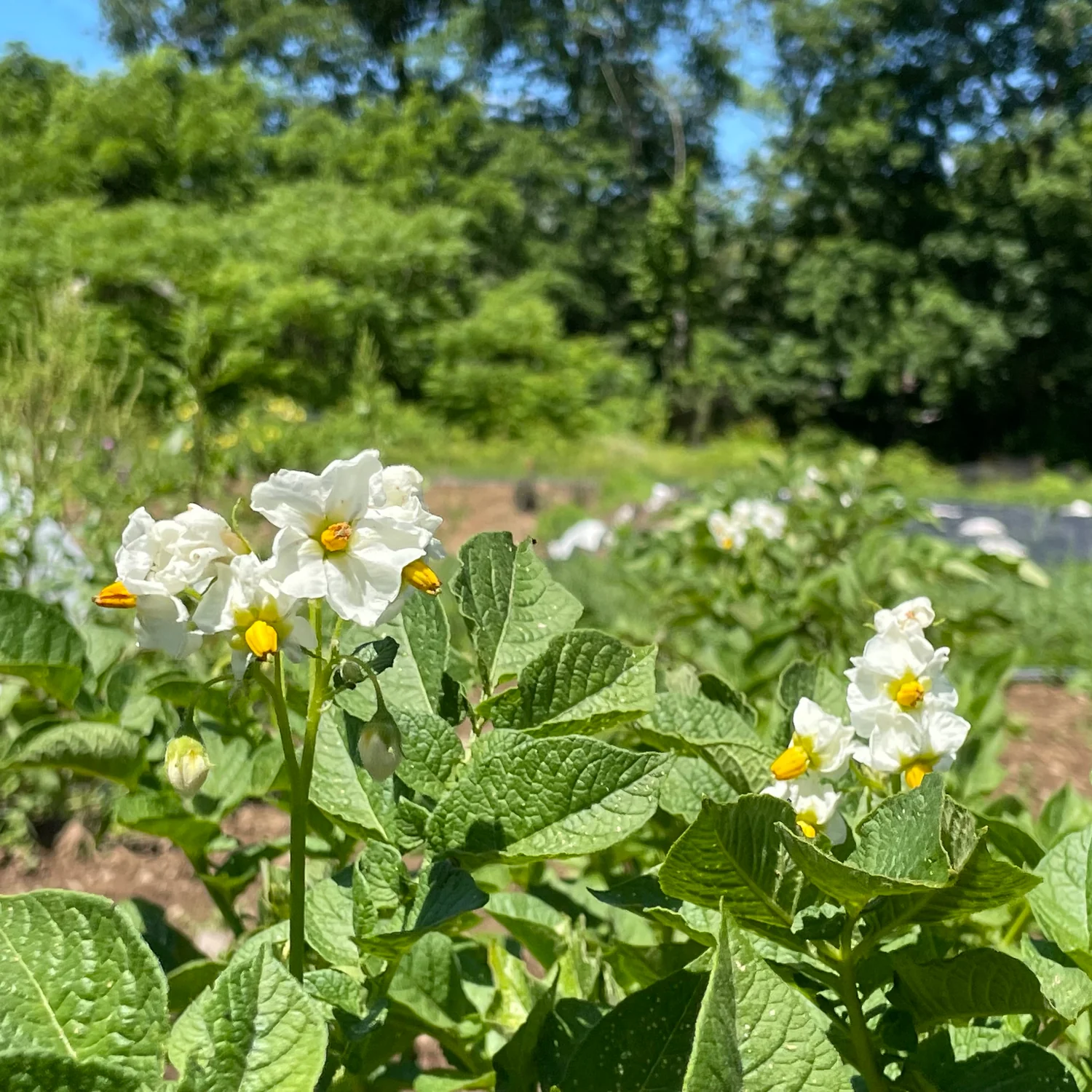 Keuka Gold Seed Potato online shopping