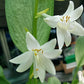 Mean Gene Hosta Plants online shopping