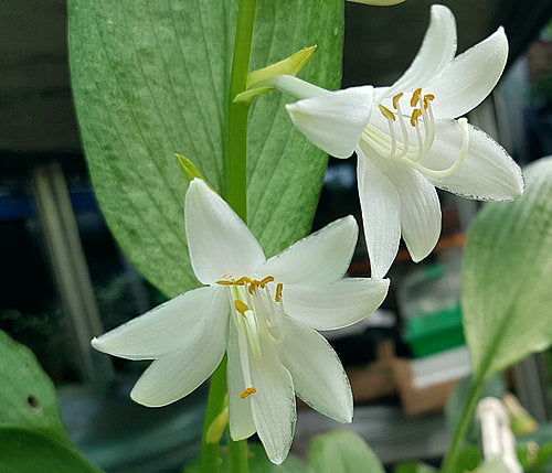 Mean Gene Hosta Plants online shopping