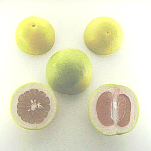 Rubidoux Pummelo Hybrid Budwood citrus plant material online shopping
