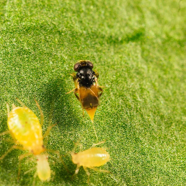 Aphelinus abdominalis aphid parasite wasp biological control