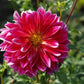 Raspberry Punch Dahlia