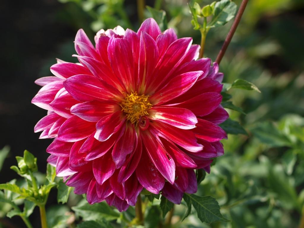Raspberry Punch Dahlia