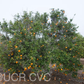 King Tangor Mandarin Budwood citrus plant material online shopping