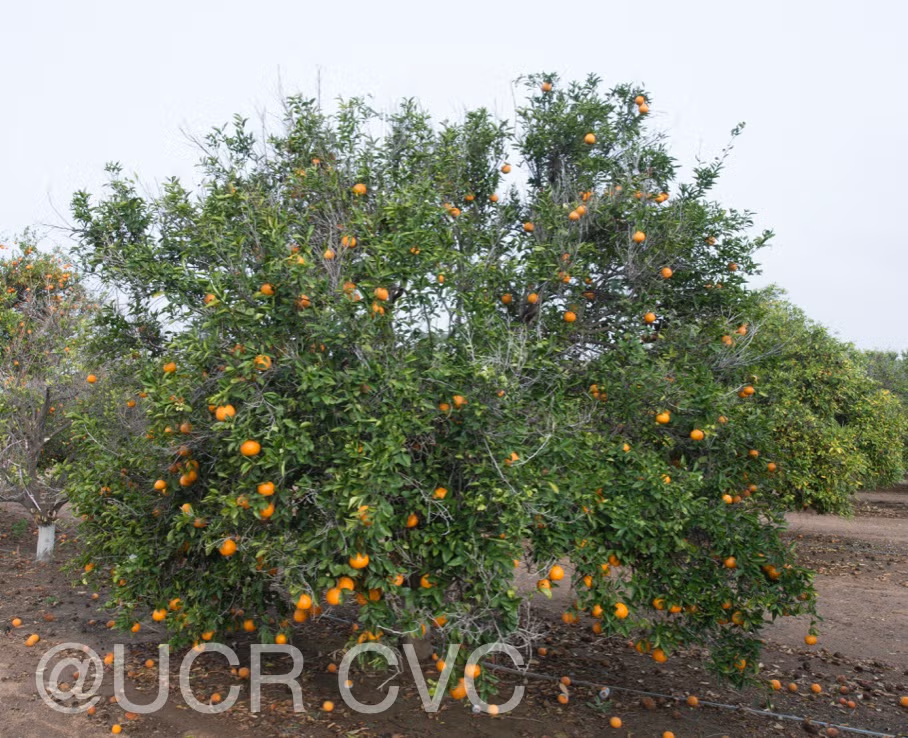 King Tangor Mandarin Budwood citrus plant material online shopping