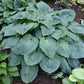 Grand Rapids Hosta Plants online shopping
