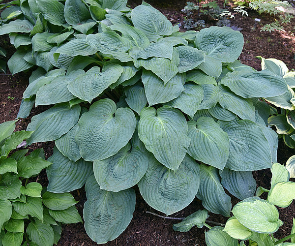 Grand Rapids Hosta Plants online shopping