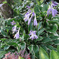 Sugar Babe Hosta Plants online shopping