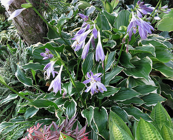 Sugar Babe Hosta Plants online shopping