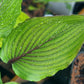 Red Racer Hosta Plants online shopping