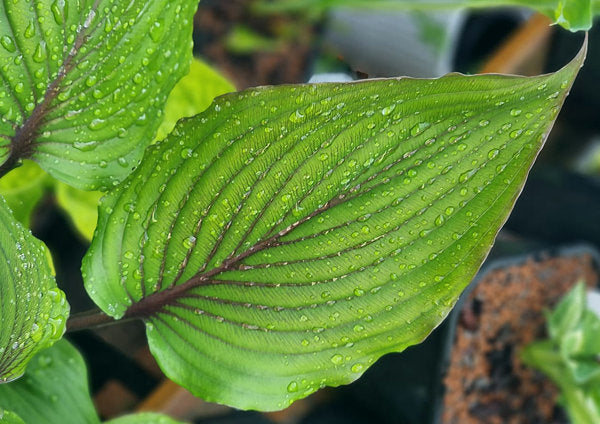 Red Racer Hosta Plants online shopping
