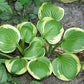 Ice Cream Hosta Plants online shopping