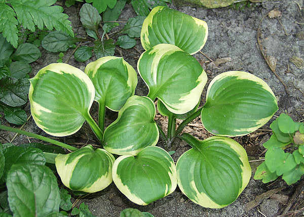 Ice Cream Hosta Plants online shopping