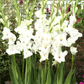 Polar Bear Gladiolus Corms