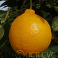 Dweet Tangor Mandarin Budwood citrus plant material online shopping